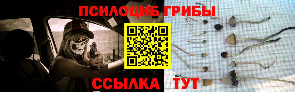 Псилоцибиновые грибы Cubensis Курчатов